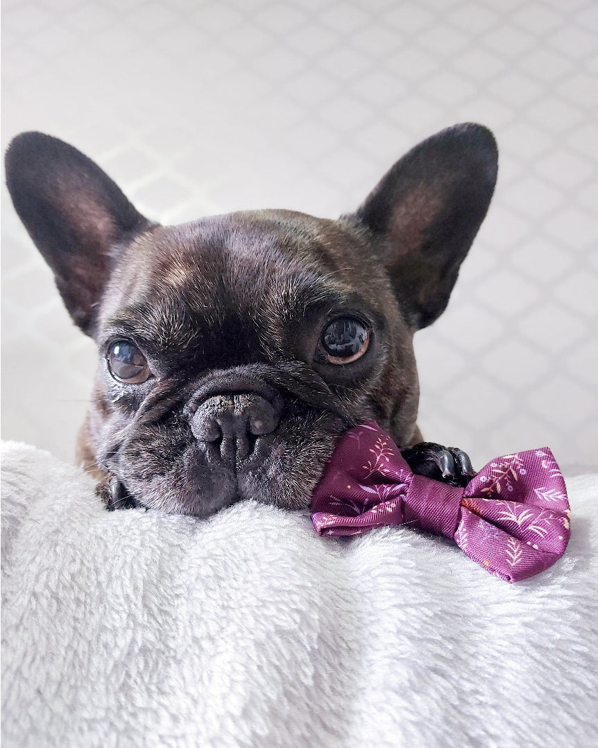 Wyld Cub - Dog Bow Tie: Chiswick Fig