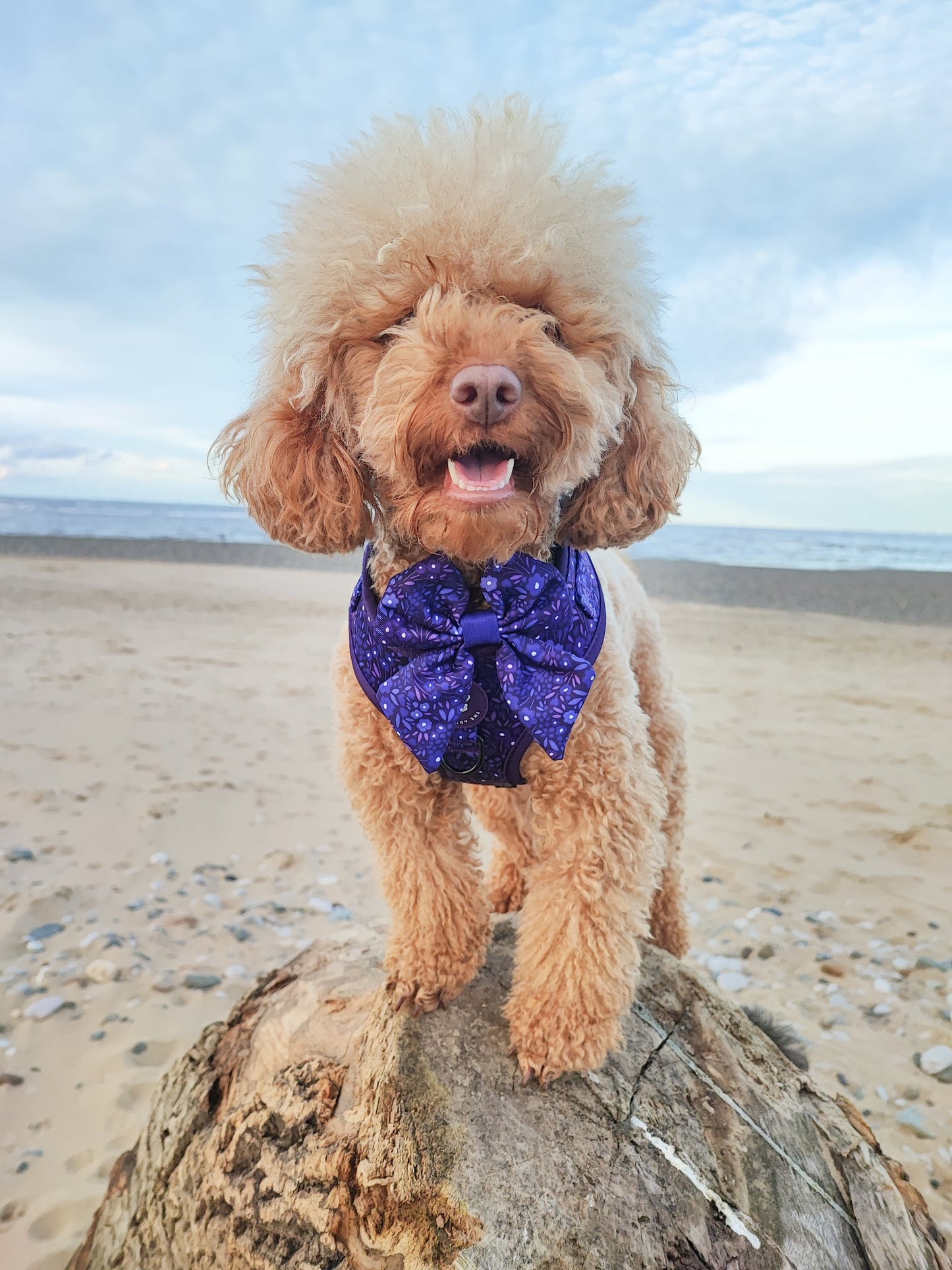 Wyld Cub - Dog Sailor Bow Tie: Notting Hill Blackberry