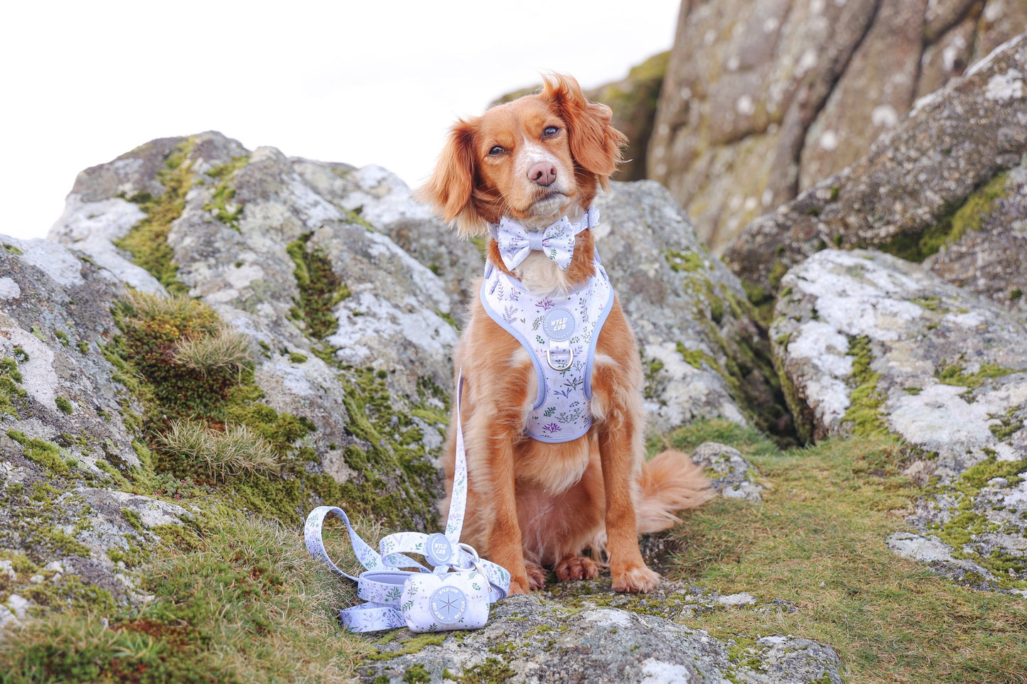 Wyld Cub - Dog Bow Tie: Chiswick Thistle