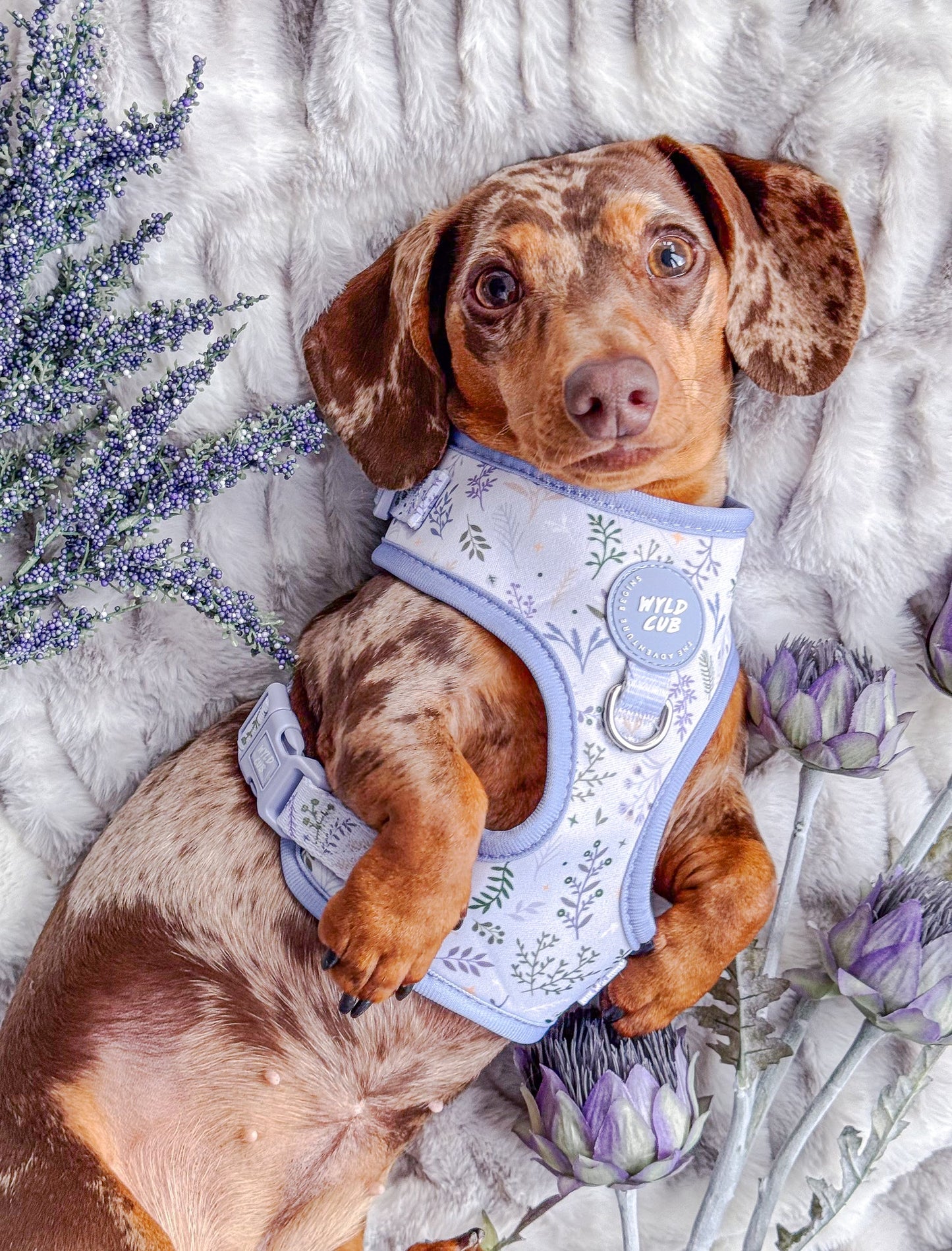 Wyld Cub - Adjustable Dog Harness: Chiswick Thistle