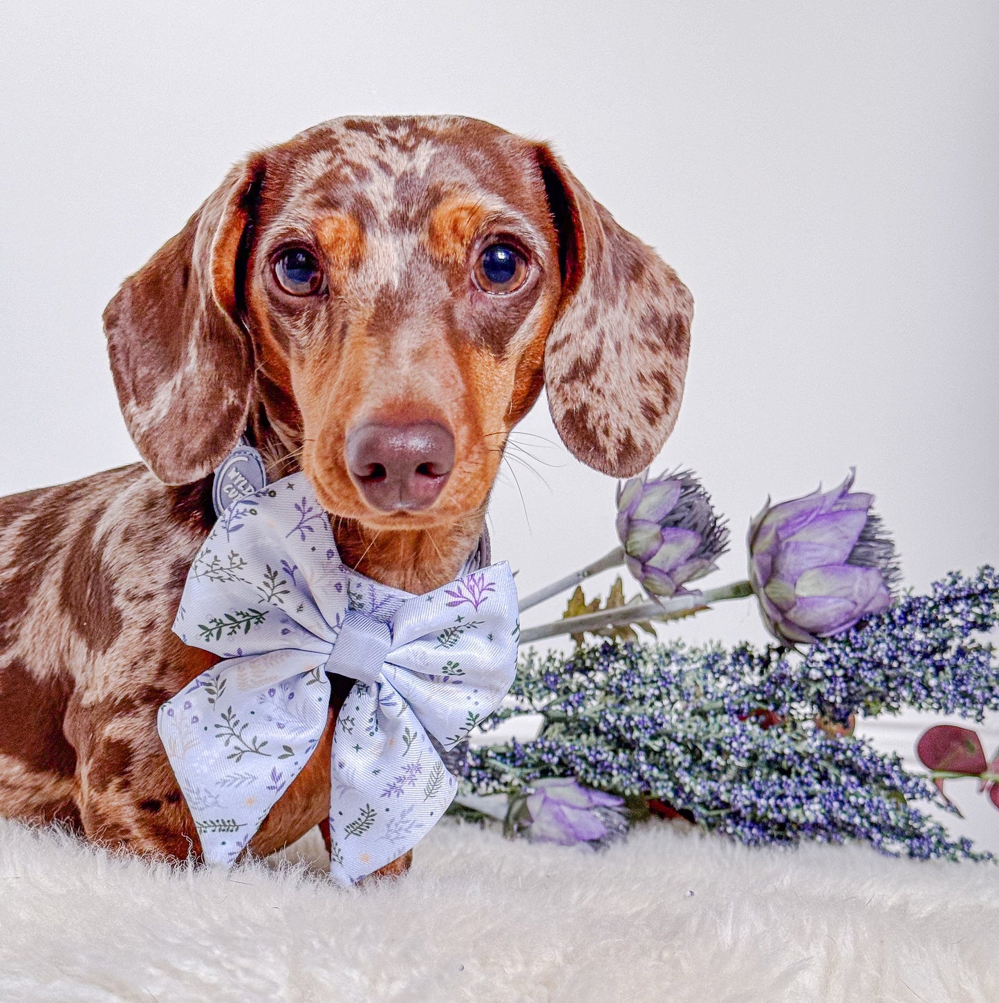 Wyld Cub - Dog Sailor Bow Tie: Chiswick Thistle