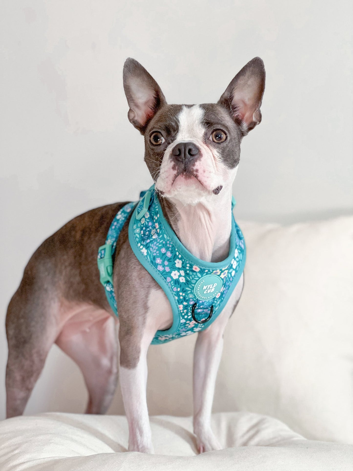 Wyld Cub - Adjustable Dog Harness: Notting Hill Mint