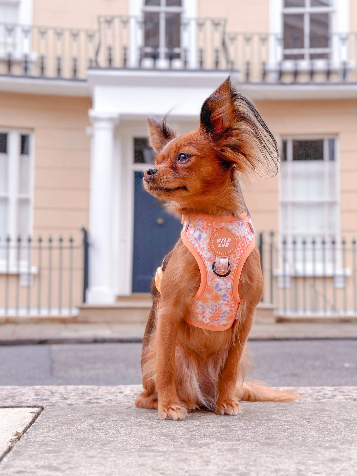 Wyld Cub - Adjustable Dog Harness: Notting Hill Buttercup