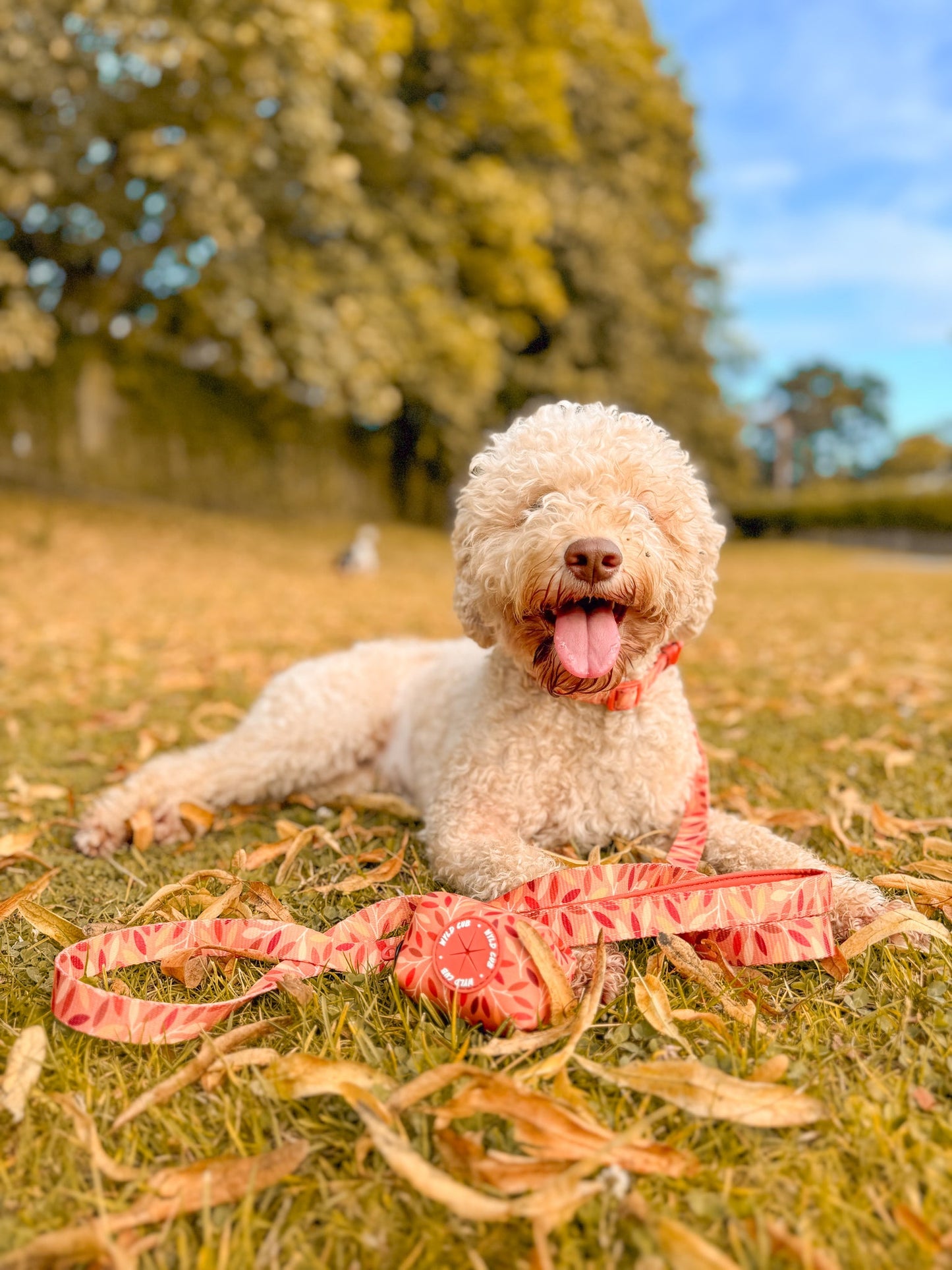 Wyld Cub - Dog Lead: Hampstead Golden Hour