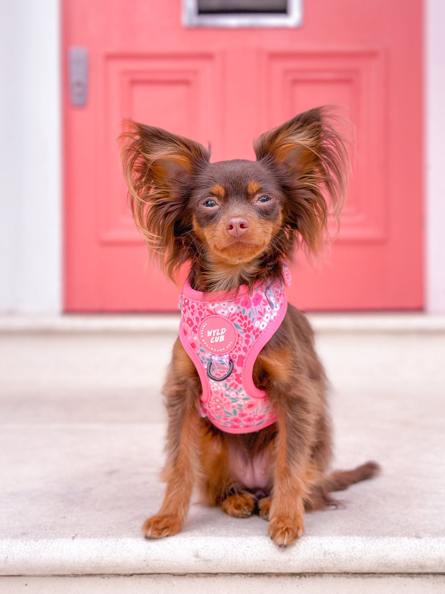 Wyld Cub - Adjustable Dog Harness: Notting Hill Rosé