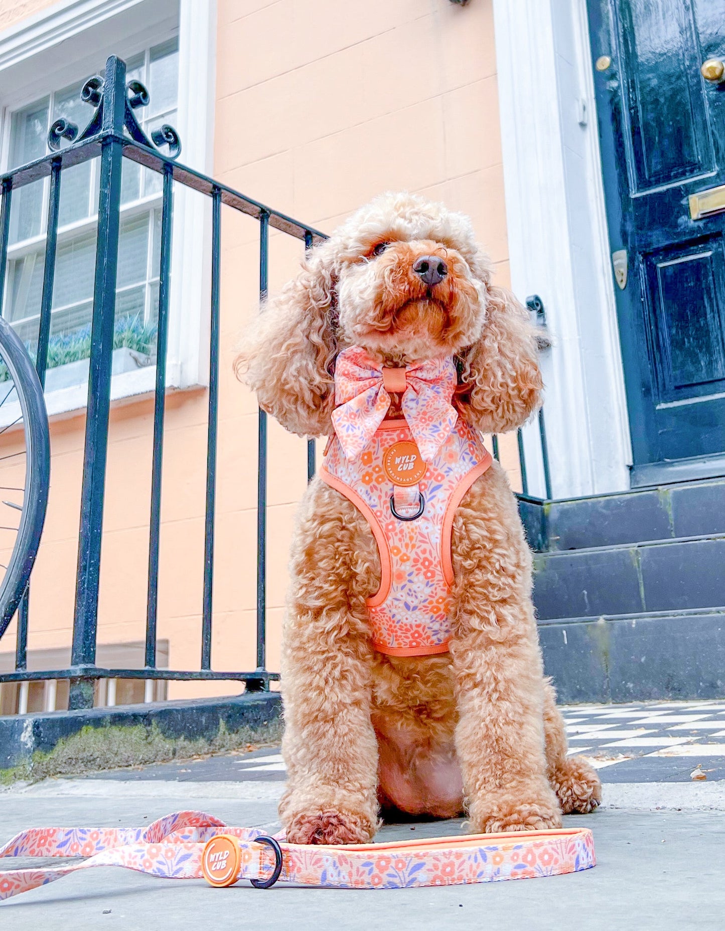 Wyld Cub - Adjustable Dog Harness: Notting Hill Buttercup