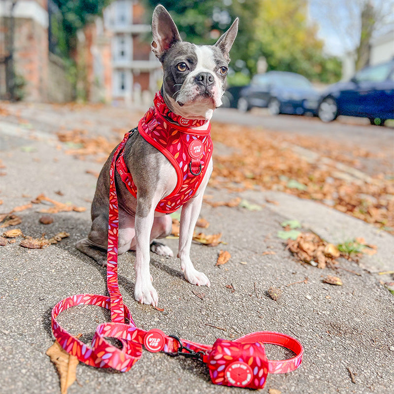 Wyld Cub - Adjustable Dog Collar: Hampstead Fireside