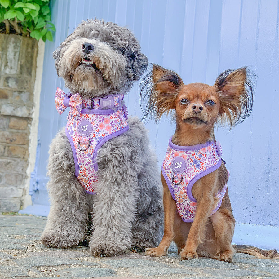 Wyld Cub - Adjustable Dog Collar: Notting Hill Lilac