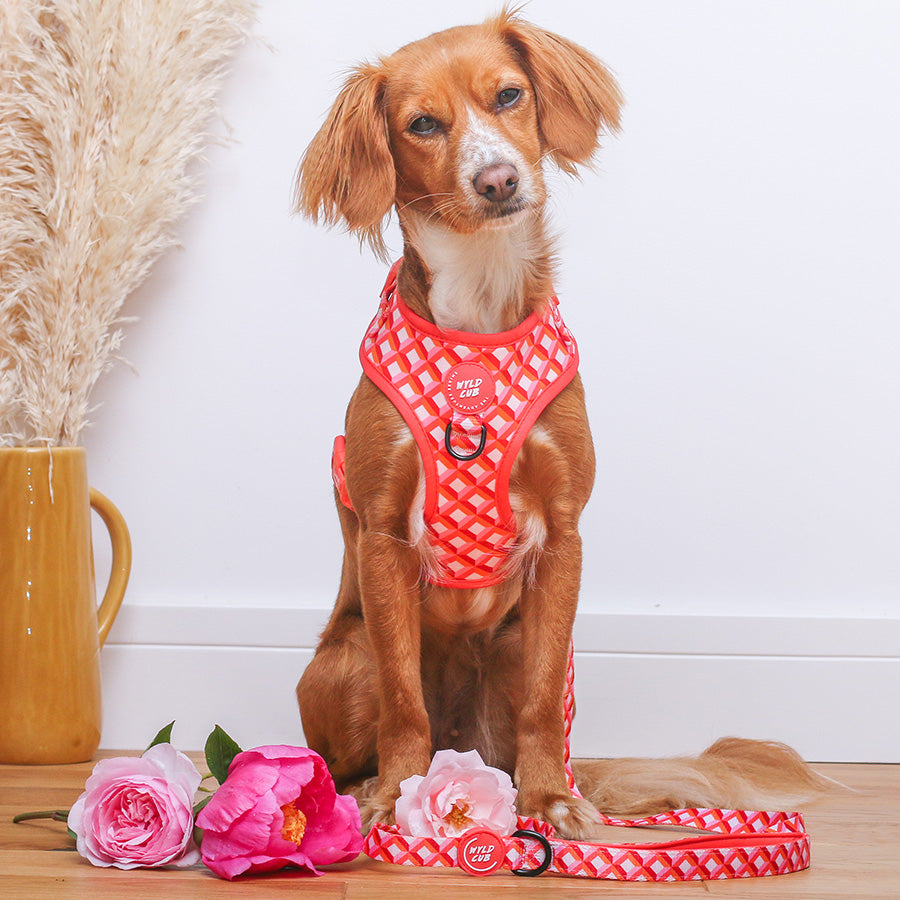 Wyld Cub - Adjustable Dog Harness: Knightsbridge Coral