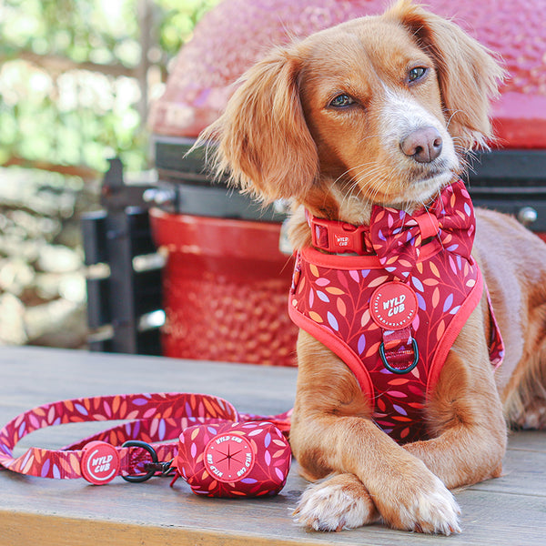 Wyld Cub - Adjustable Dog Harness: Hampstead Fireside