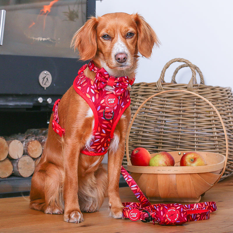 Wyld Cub - Adjustable Dog Harness: Hampstead Fireside