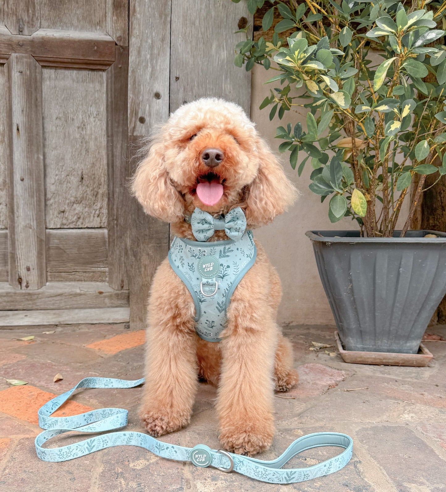 Wyld Cub - Dog Bow Tie: Chiswick Pistachio