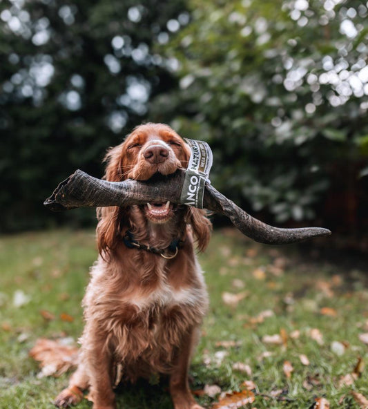 Anco Naturals Goat Horn - North East Pet Shop Anco.