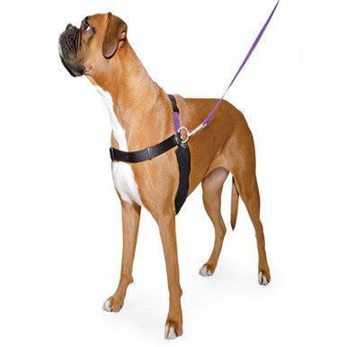 Ancol Happy At Heel Harness and DVD Size 3-4 Small - North East Pet Shop ANCOL