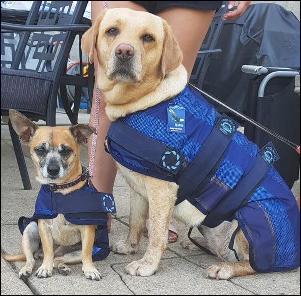 aniMate Dog Cooling Coat - North East Pet Shop Animate
