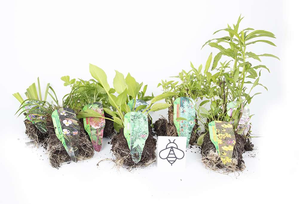 Lincolnshire Pond Plants Bee Marginal 8 Pack - BF801