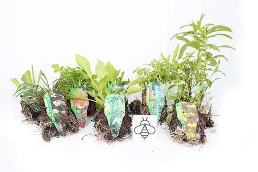 Marginal-Pond-Plants-8-Different-Varieties-Perfect-for-Bees-amp-Other-Pollinatin