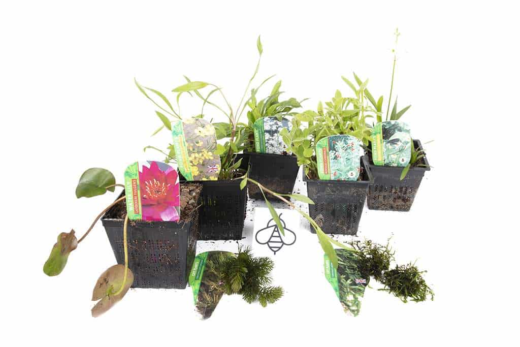Lincolnshire Pond Plants Bee Pack Potted - BFPL02