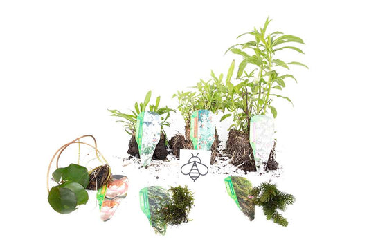 Lincolnshire Pond Plants Bee Pack - BFPL01