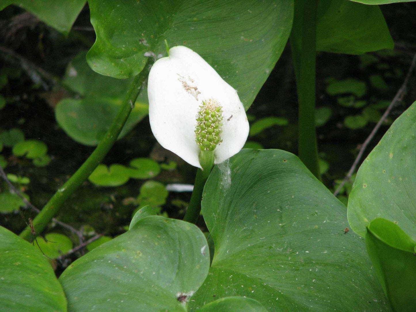 Calla palustris (Bog or Water arum) - Marginal Pond Plants - MP013