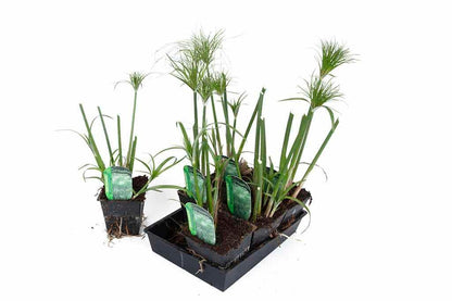 Cyperus Percamenthus 'King Tut' - Marginal Pond Plants - MBP031