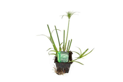 Cyperus Percamenthus 'King Tut' - Marginal Pond Plants - MBP031