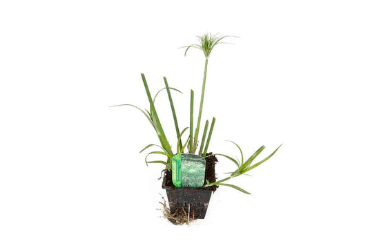 Cyperus Percamenthus 'King Tut' - Marginal Pond Plants - MBP031