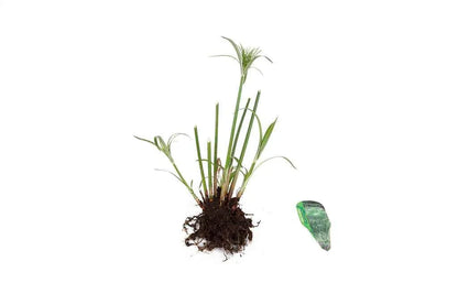 Cyperus Percamenthus 'King Tut' - Marginal Pond Plants - MBP031