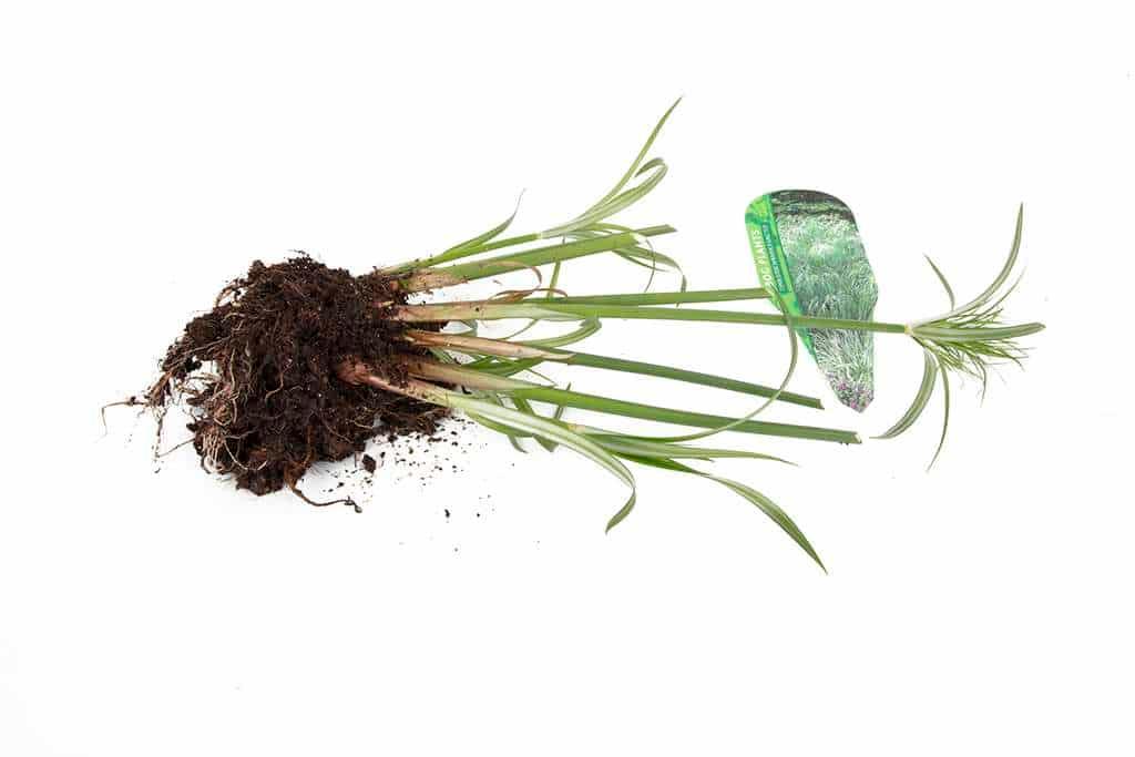 Cyperus Percamenthus 'King Tut' - Marginal Pond Plants - MBP031