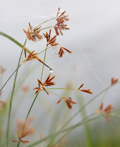 Cyperus longus (Sweet Galingale) - MP031 Packs