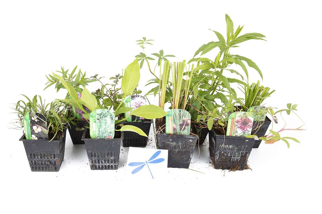 Lincolnshire Pond Plants dragonflies & damselflies  Marginal 8 Pack Potted -DD802