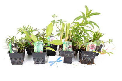 Lincolnshire Pond Plants dragonflies & damselflies  Marginal 8 Pack Potted -DD802