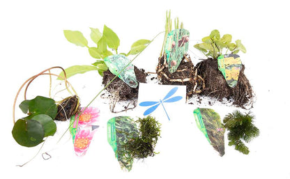 Lincolnshire Pond Plants dragonflies & damselflies Pack - DDPL01