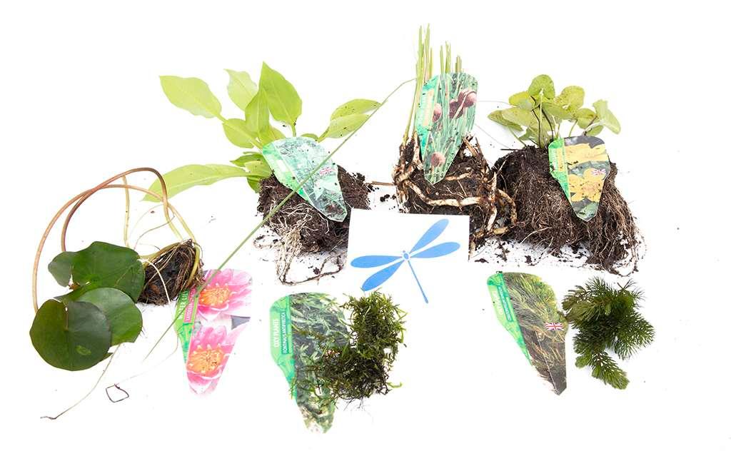 Premium Pond Starter Packs - Pond topup Packs - Oxygenating - Compost and Pots