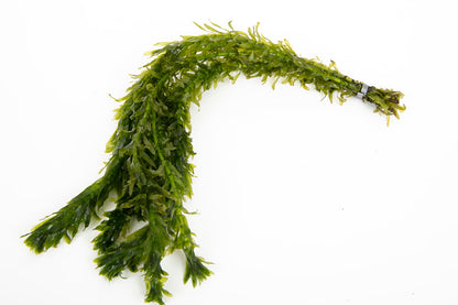 Egeria Densa - 1- 500 Bunches / Oxygenating Pond Water Plants/ weed - OX004