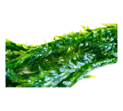 Egeria Densa - 1- 500 Bunches / Oxygenating Pond Water Plants/ weed - OX004