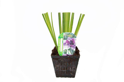 Iris ensata Activity - BP051 Packs