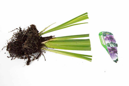 Iris ensata Activity - Marginal Pond Plants - BP051