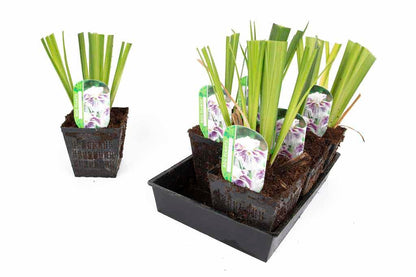 Iris Ensata Angel Mountain - Marginal Pond Plants - BP052