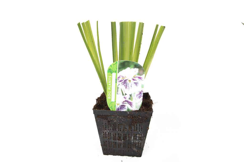 Iris Ensata Angel Mountain - Marginal Pond Plants - BP052