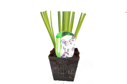 Iris Ensata Angel Mountain - Marginal Pond Plants - BP052