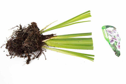 Iris Ensata Angel Mountain - Marginal Pond Plants - BP052