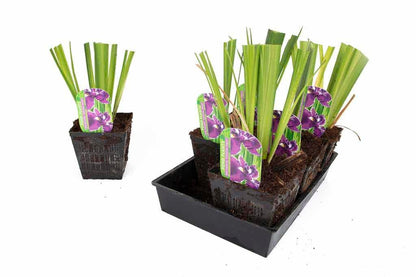 Iris ensata ‘Crystal Halo’ - Marginal Pond Plants - BP052A