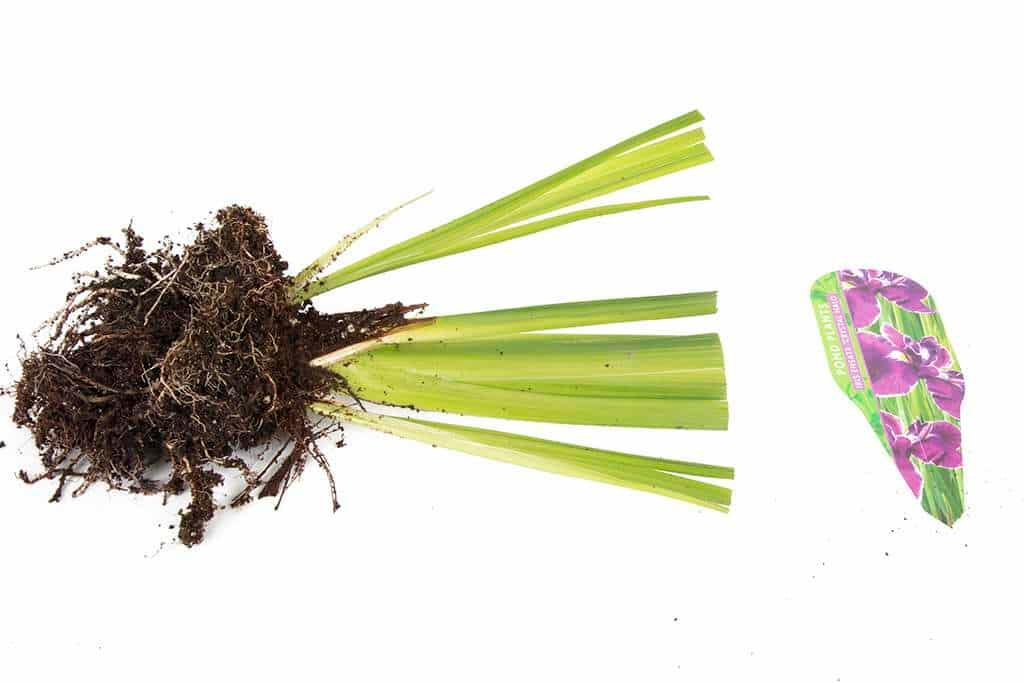 Iris ensata ‘Crystal Halo’ - Marginal Pond Plants - BP052A