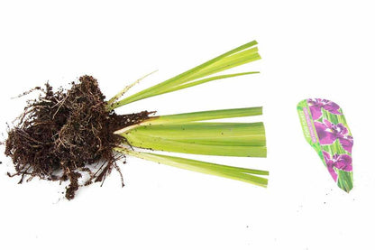 Iris ensata ‘Crystal Halo’ - Marginal Pond Plants - BP052A