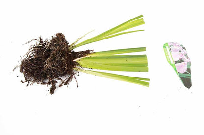 Iris ensata Darling - Marginal Pond Plants - BP053