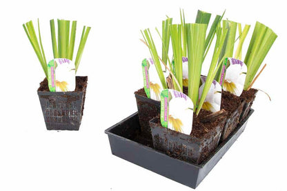 Iris Ensata Emotion - Marginal Pond Plants - BP057