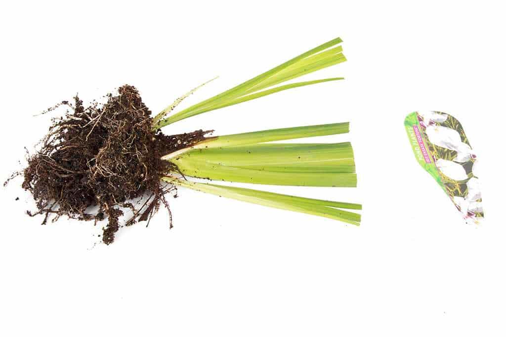 Iris ensata 'Fortune' - Marginal Pond Plants - BP059