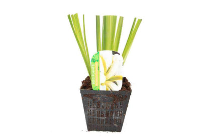 Iris ensata 'Goldbound' - Marginal Pond Plants - BP062