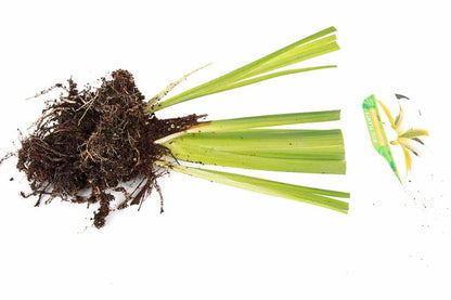 Iris ensata 'Goldbound' - Marginal Pond Plants - BP062